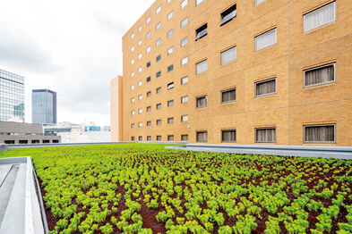 常緑キリンソウ 現場植え仕様